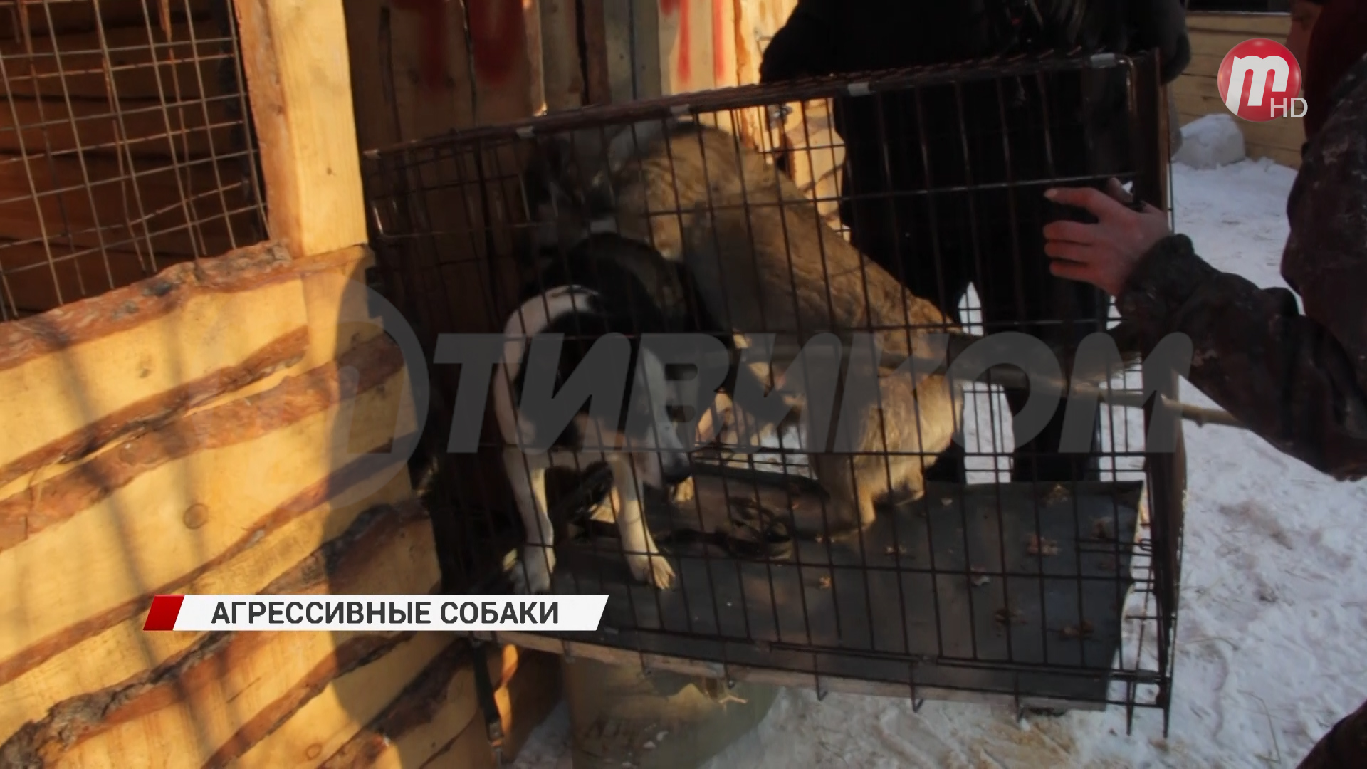 В Улан-Удэ за прошедшую неделю зафиксировано девять случаев нападения собак